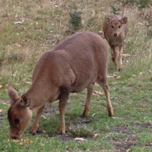 PhD student, Erin Hill, seeks to assessing genetic diversity & connectivity in Hog deer